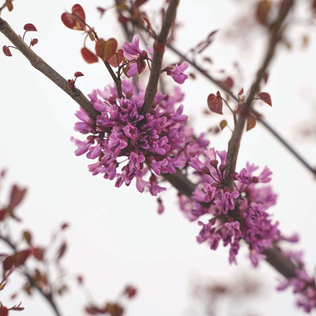 Garden Gems® Amethyst Redbud - NationwidePlants.com