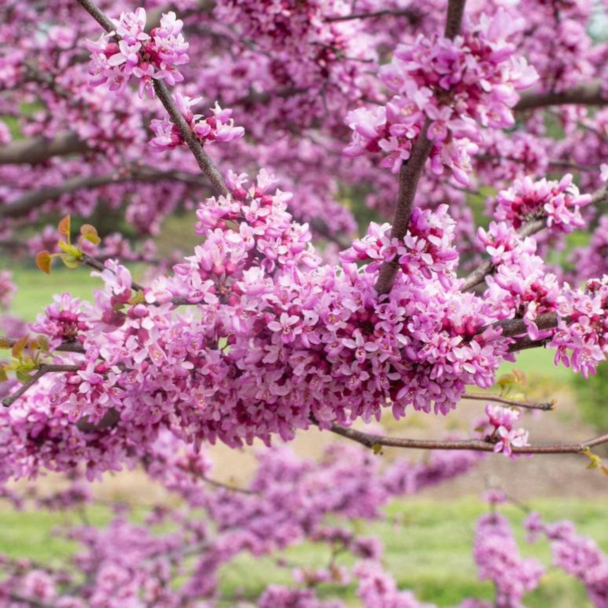 Garden Gems® Emerald Redbud - NationwidePlants.com