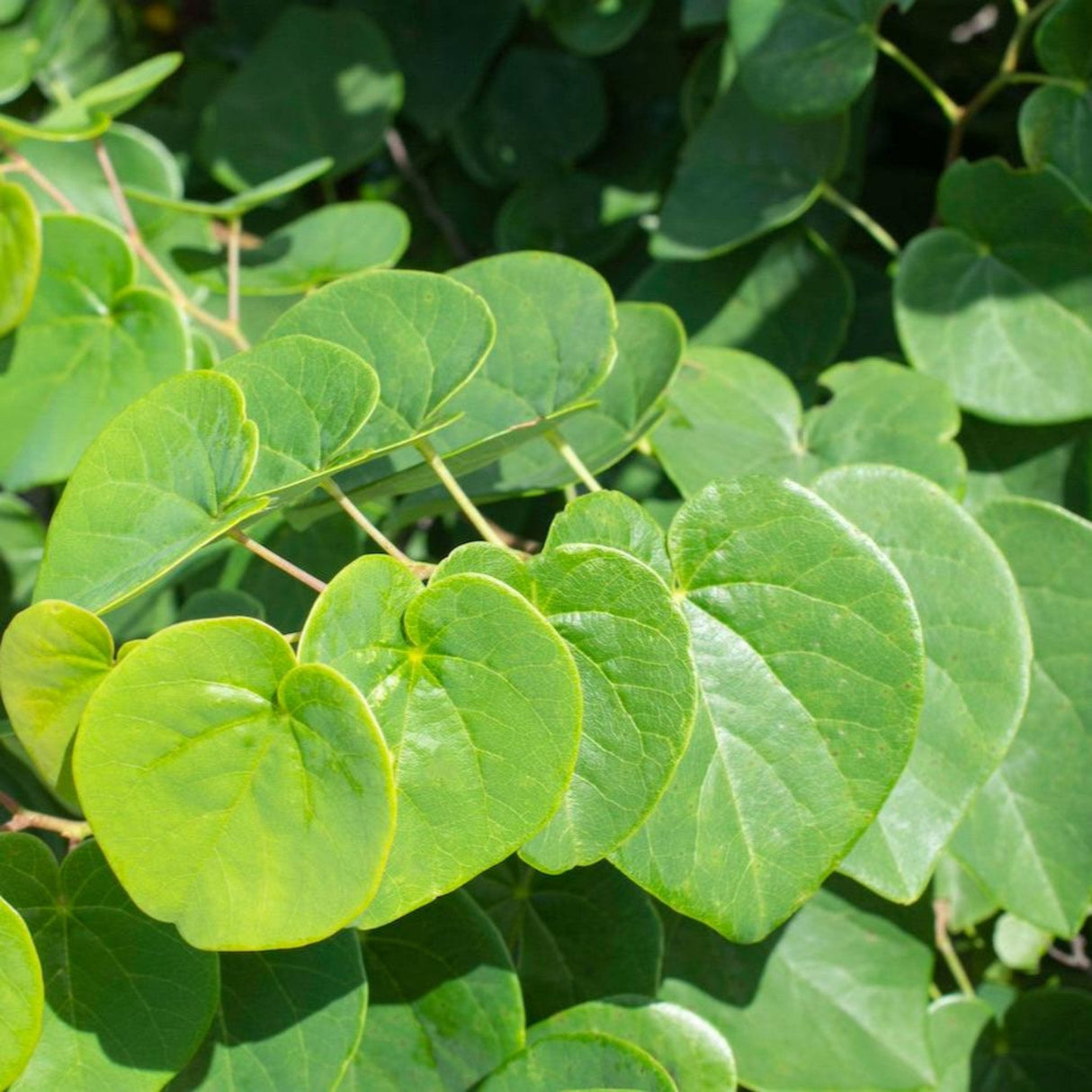 Garden Gems® Emerald Redbud - NationwidePlants.com