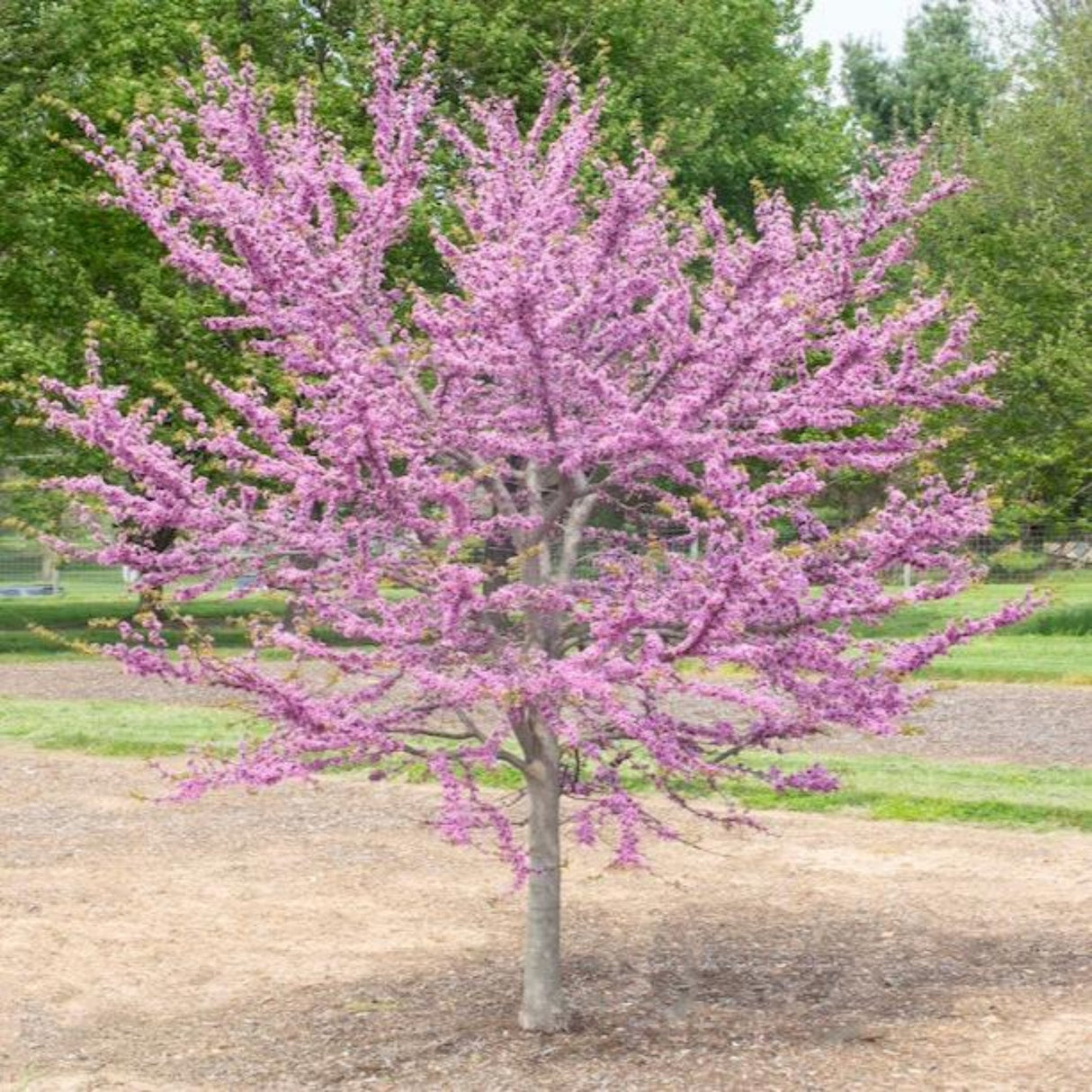 Garden Gems® Emerald Redbud - NationwidePlants.com