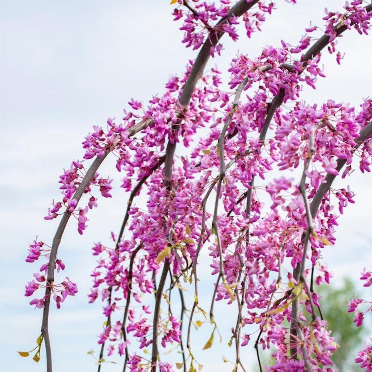 A branch displaying clusters of delicate, bright pink flowers in bloom.