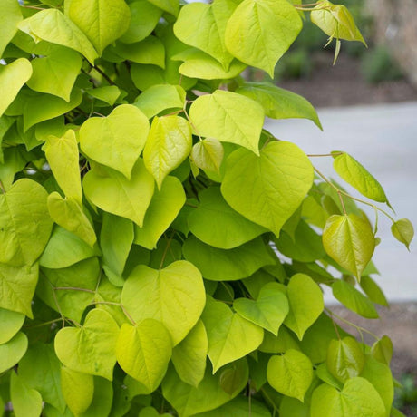 A detailed view of the tree’s vibrant golden-green, heart-shaped leaves.