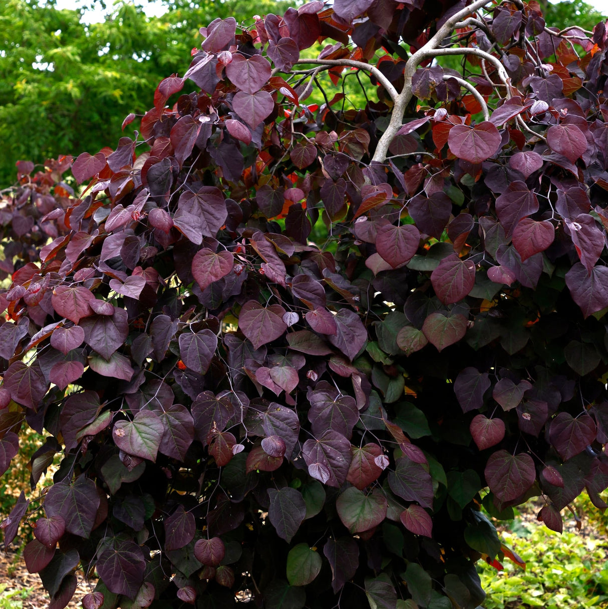 Ruby Falls Redbud Tree with deep purple, heart-shaped leaves and dense cascading foliage.