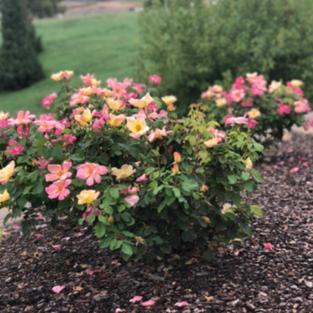 Full view of a Champion Sunblush Rose shrub in a mulch bed.