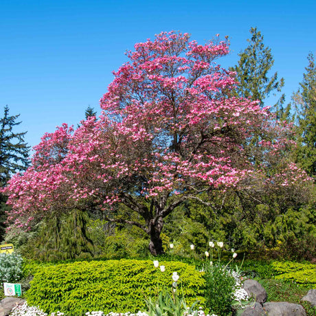 Cherokee Chief Pink Dogwood - NationwidePlants.com