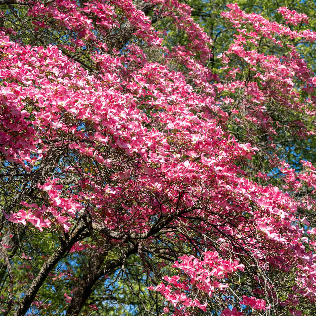 Cherokee Chief Pink Dogwood - NationwidePlants.com