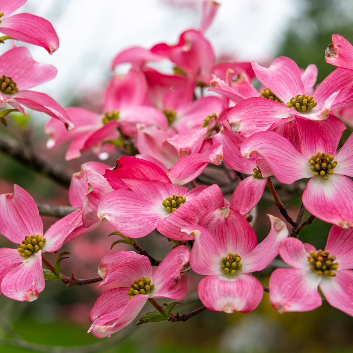 Cherokee Chief Pink Dogwood - NationwidePlants.com