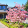 Pink flowering Cherokee Brave dogwood tree in full bloom, planted in a landscaped yard near a house.