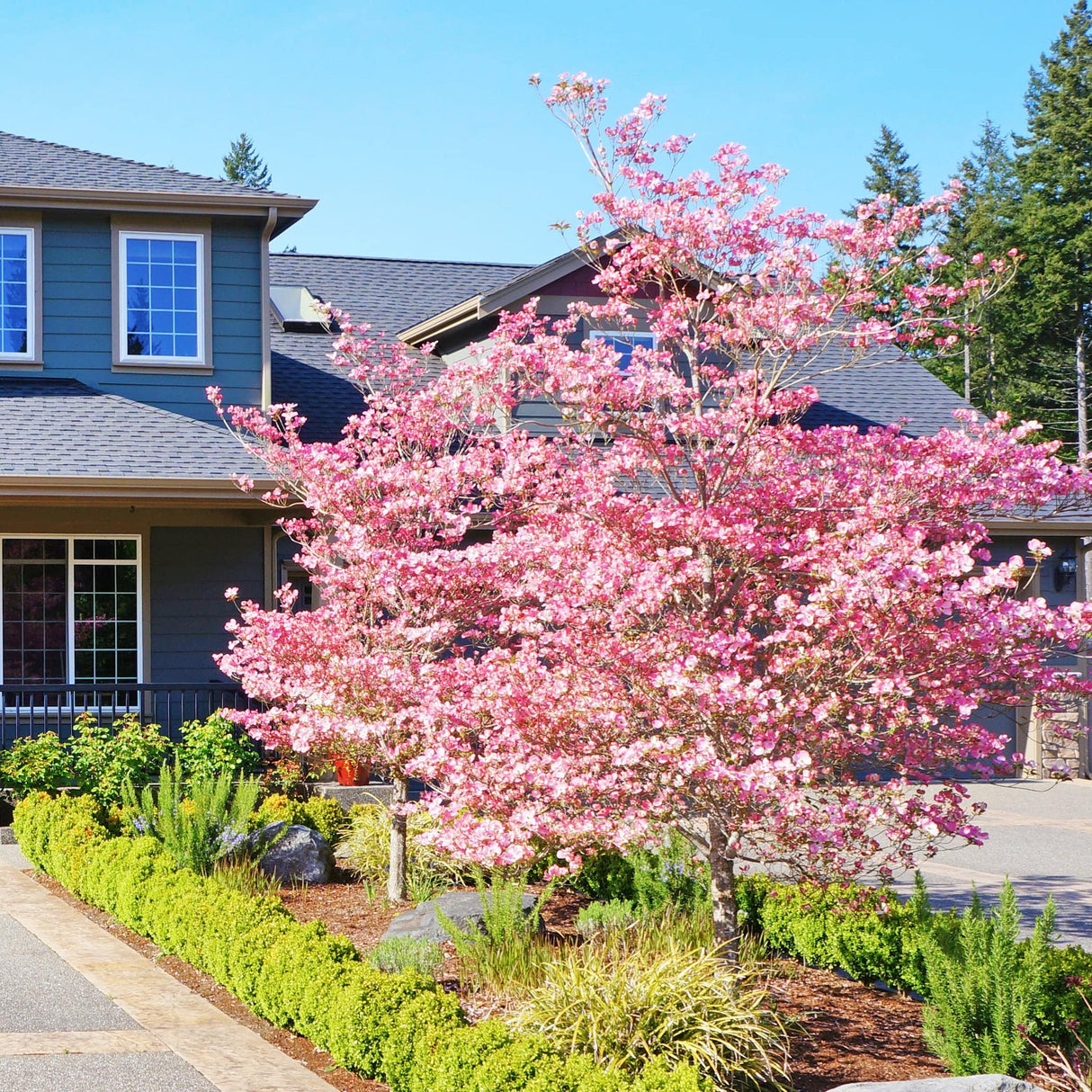 Pink flowering Cherokee Brave dogwood tree in full bloom, planted in a landscaped yard near a house.