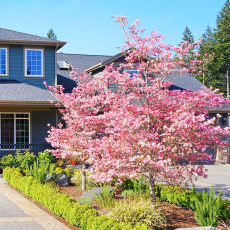 Pink flowering Cherokee Brave dogwood tree in full bloom, planted in a landscaped yard near a house.