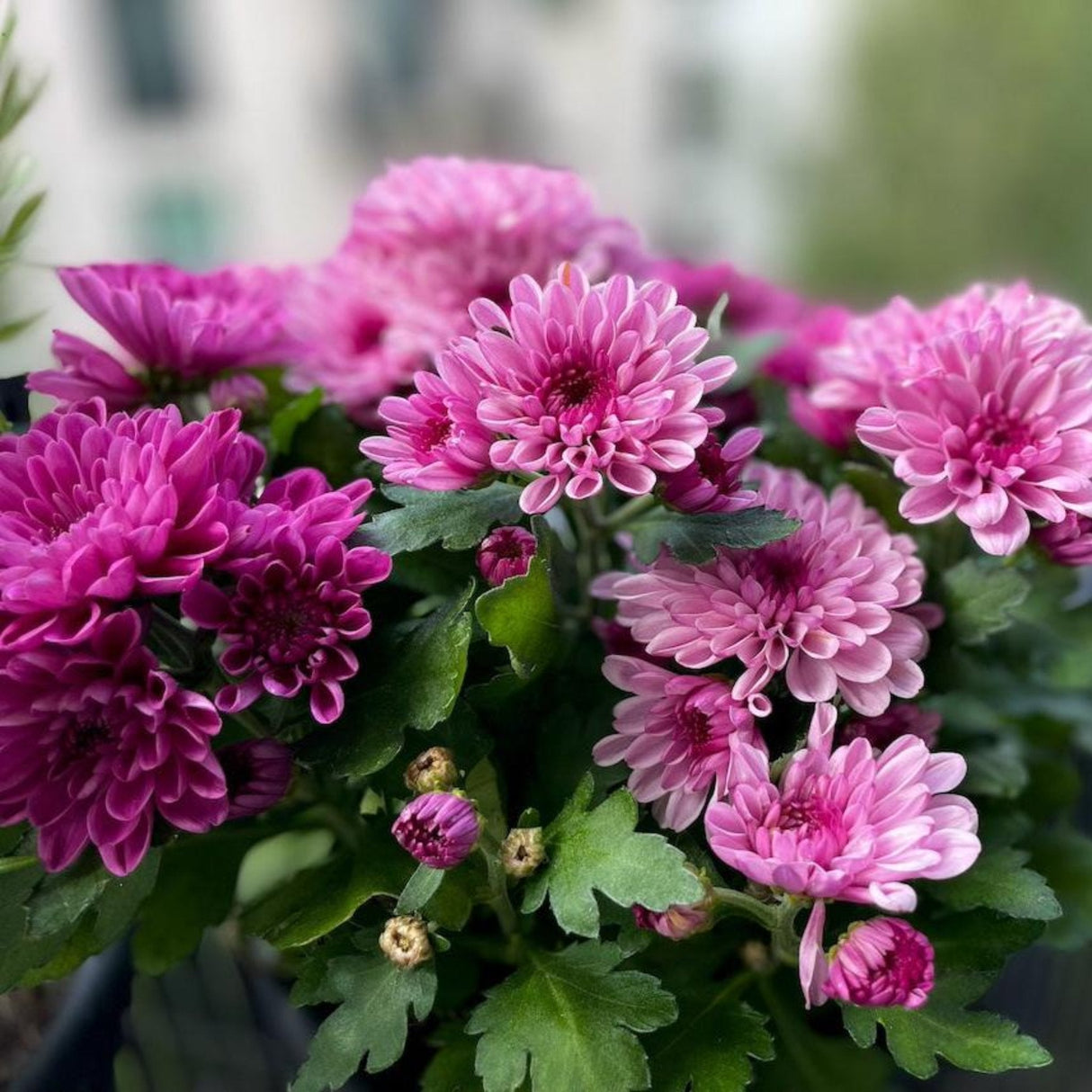 Pink mums, zoom view of several flowers showing the deep pink centers and the bright light creating shadows and deeper pink tones in some while other flowers shine with light and bright pink tones