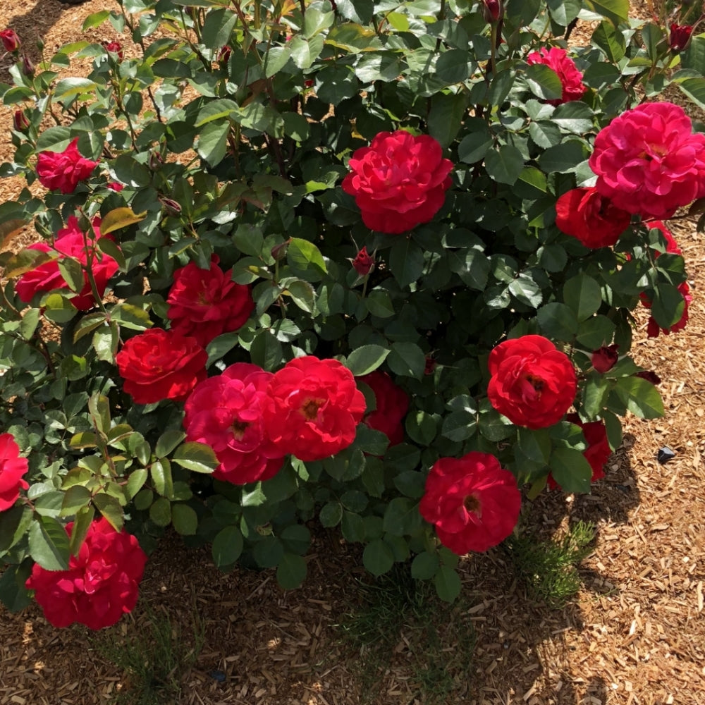 Cinnamon Hearts Rose bush with vibrant red blooms and glossy green leaves in a mulched garden bed.