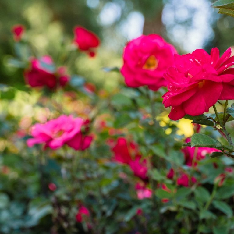 Cinnamon Hearts Rose bloom with red petals and a yellow center, surrounded by green foliage and buds.