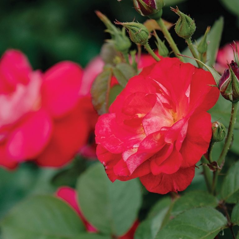 Close-up of Cinnamon Hearts Rose flowers with deep red petals against a blurred green background.