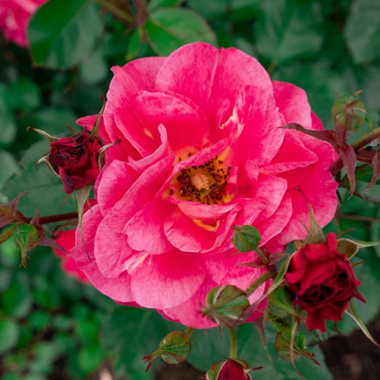 Cinnamon Hearts Rose in full bloom with delicate pinkish-red petals and surrounding rosebuds.