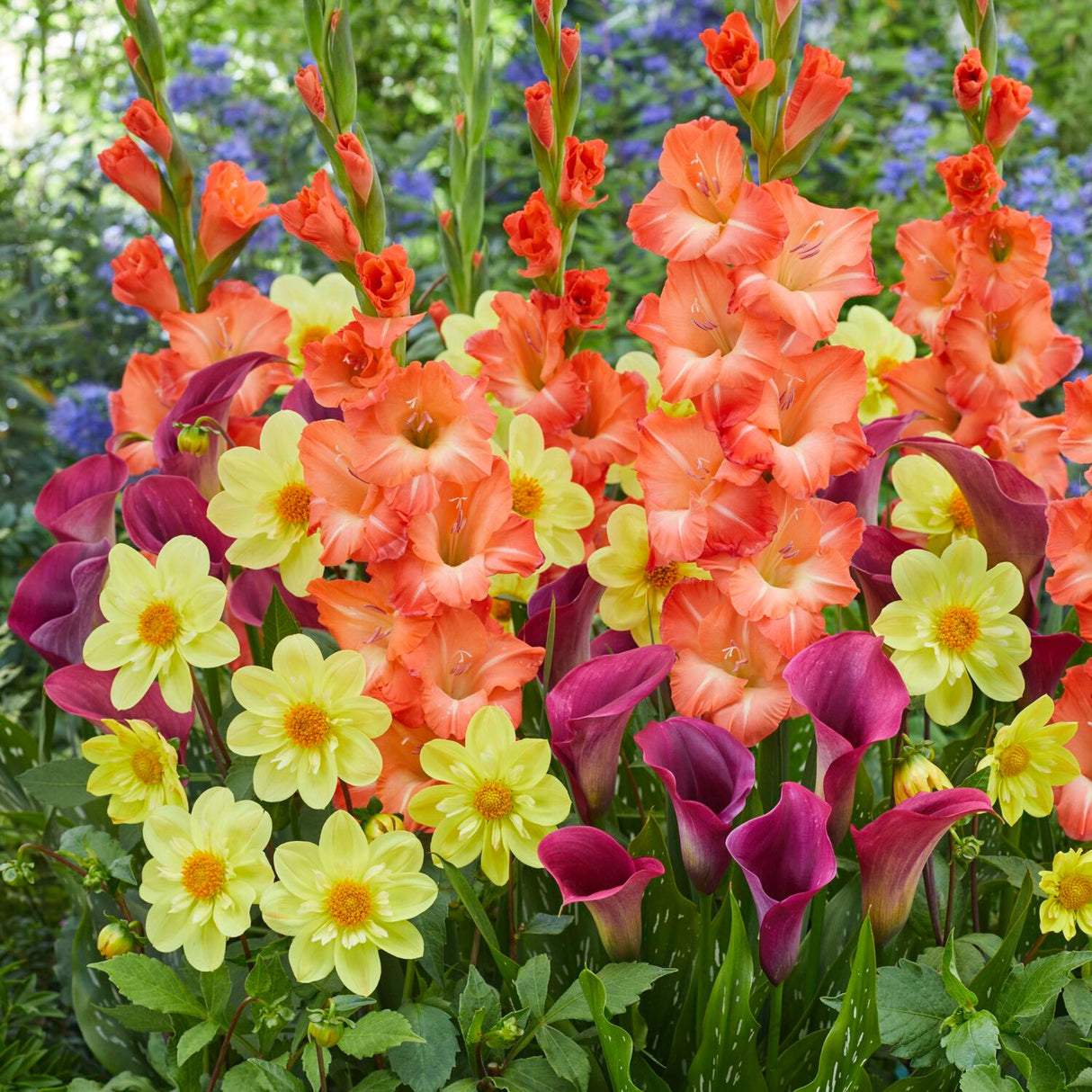 A close-up of blooming flowers from the Citrus Zest Punch Mix, including bright orange snapdragons, yellow daisies, and deep purple blooms.