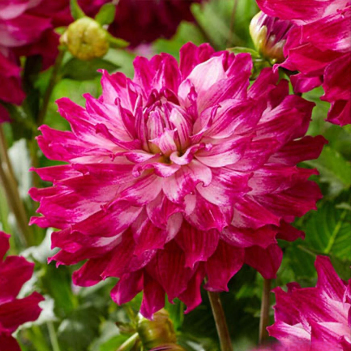 Cloudy Sky Dahlia Tubers