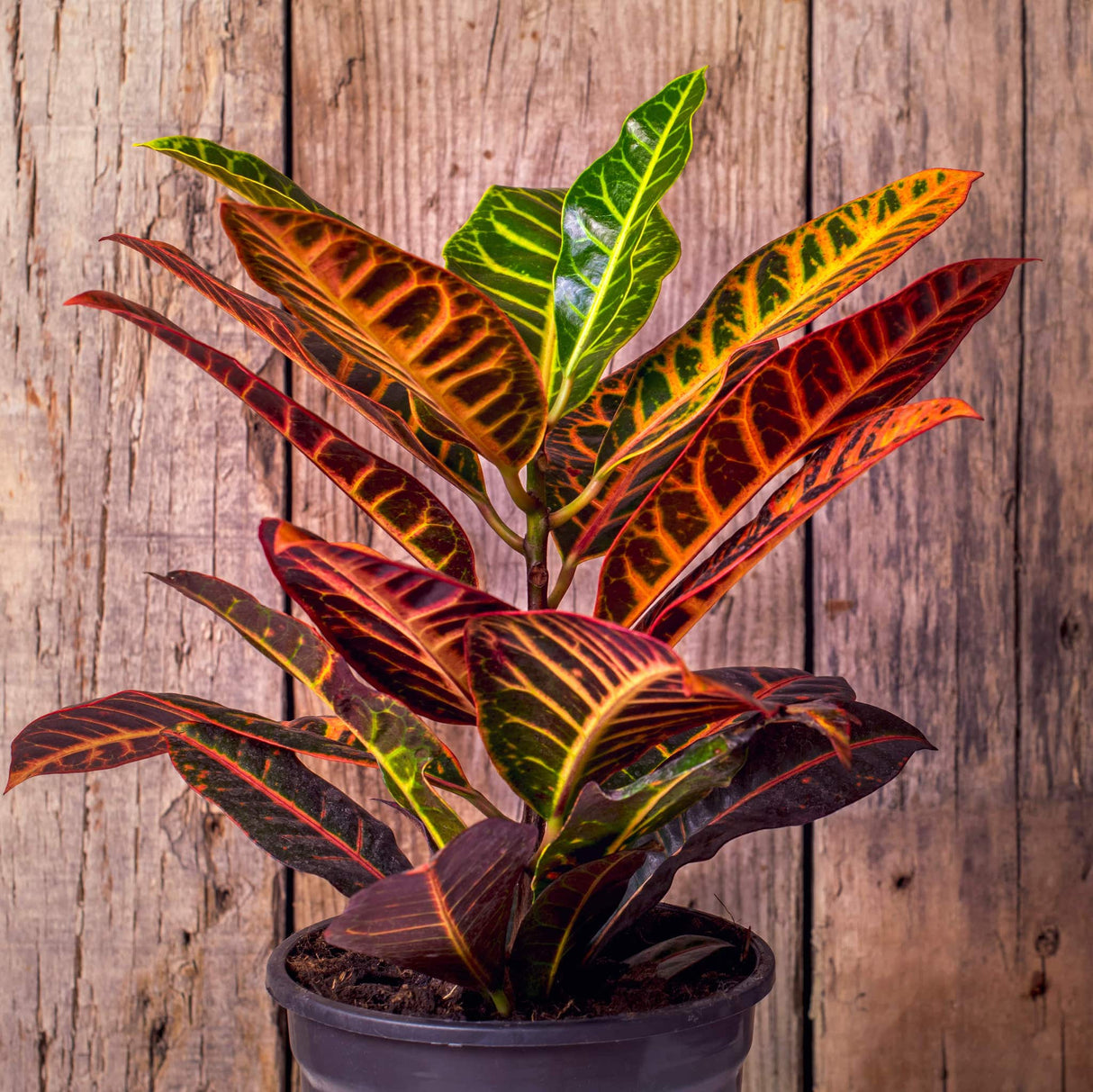 Codiadeum variegatum croton petra houseplant in black nursery planter with wood fence background