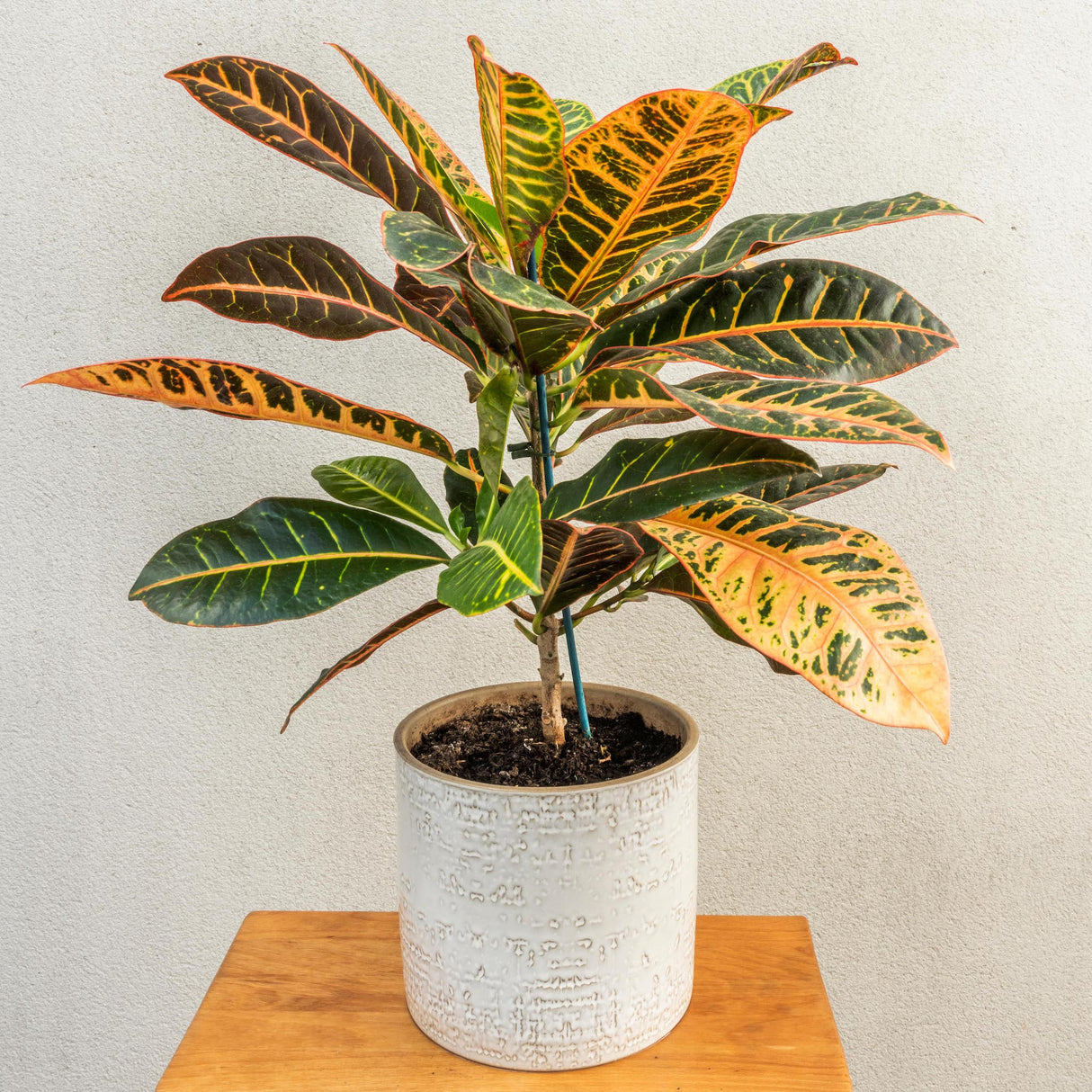 Codiadeum variegatum croton petra houseplant in white glazed planter on wooden table in front of an off white stucco wall