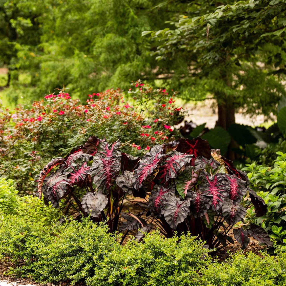 Elephant Ear Redemption, a Colocasia Hybrid, growing in a garden bed with green bushes and knockout roses with large trees in the background.