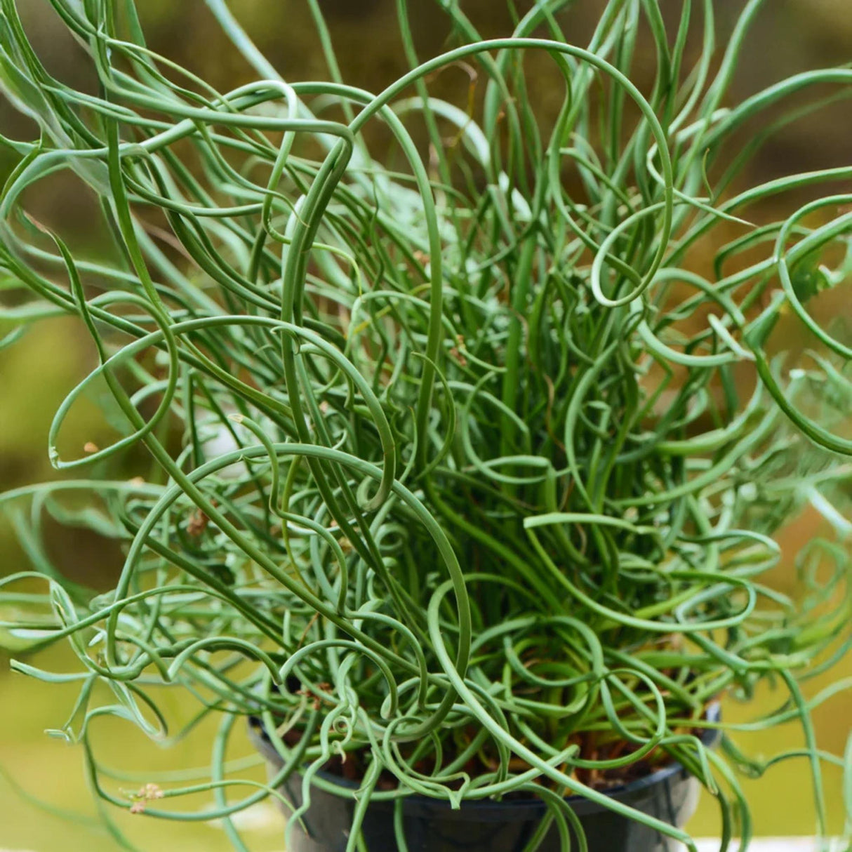 Color Grass Twister in planter, with wispy twisted foliage and great green color.