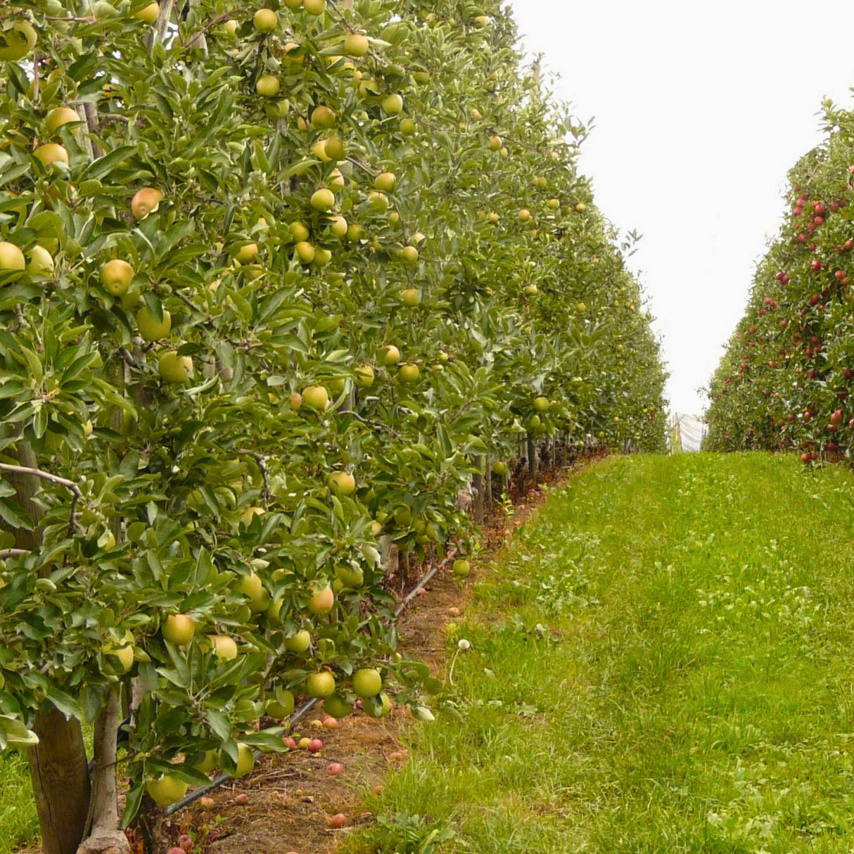 Neatly arranged rows of columnar apple trees with green grass between them.