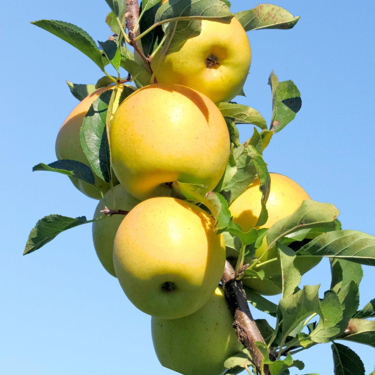 Close-up of several yellow apples hanging from a slender tree branch against a blue sky.