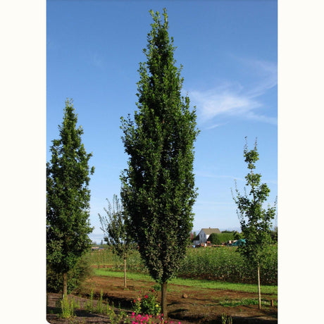 "Skinny Genes" Columnar Oak tree in a garden bed with farmland nearby.