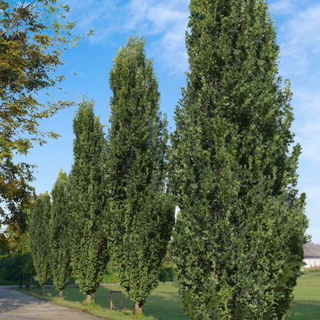 Row of "Skinny Genes" Columnar Oak Trees along a Neighborhood Path.