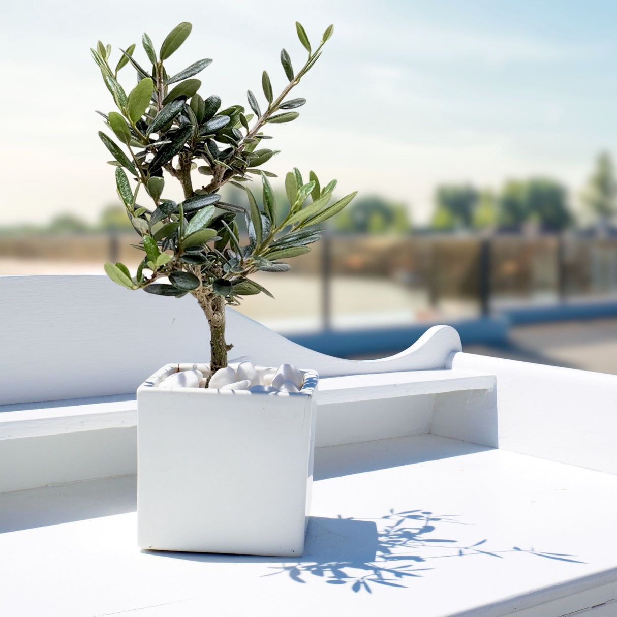 Small olive tree in a white square planter with white pebbles, placed outdoors on a white surface with a blurred background.