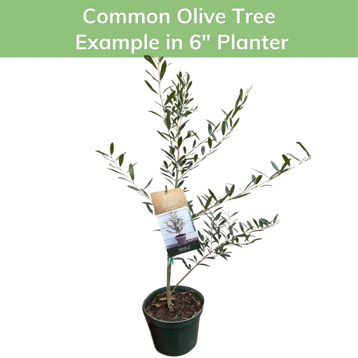 Common Olive Tree