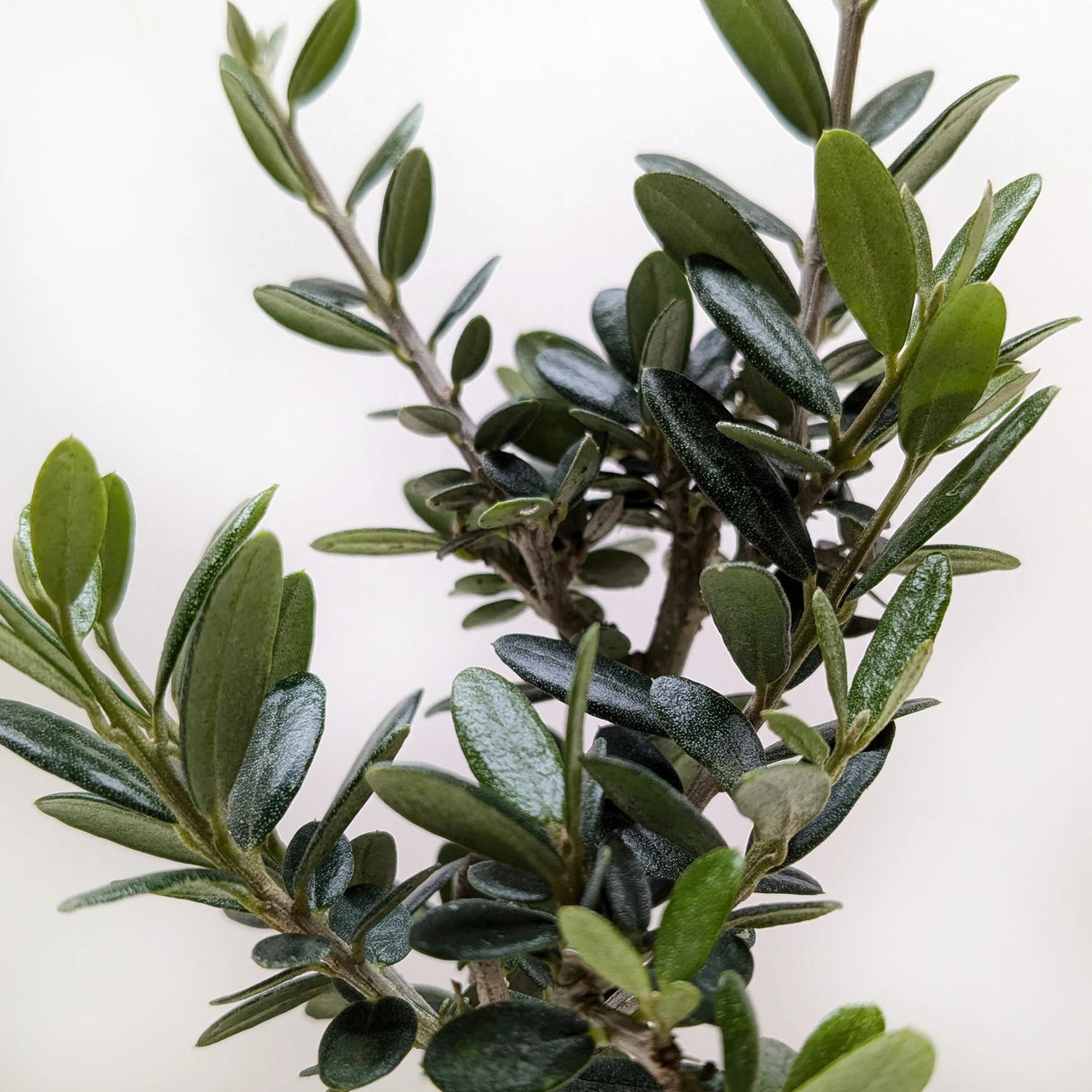 Foliage of a small Olive Tree on white background.