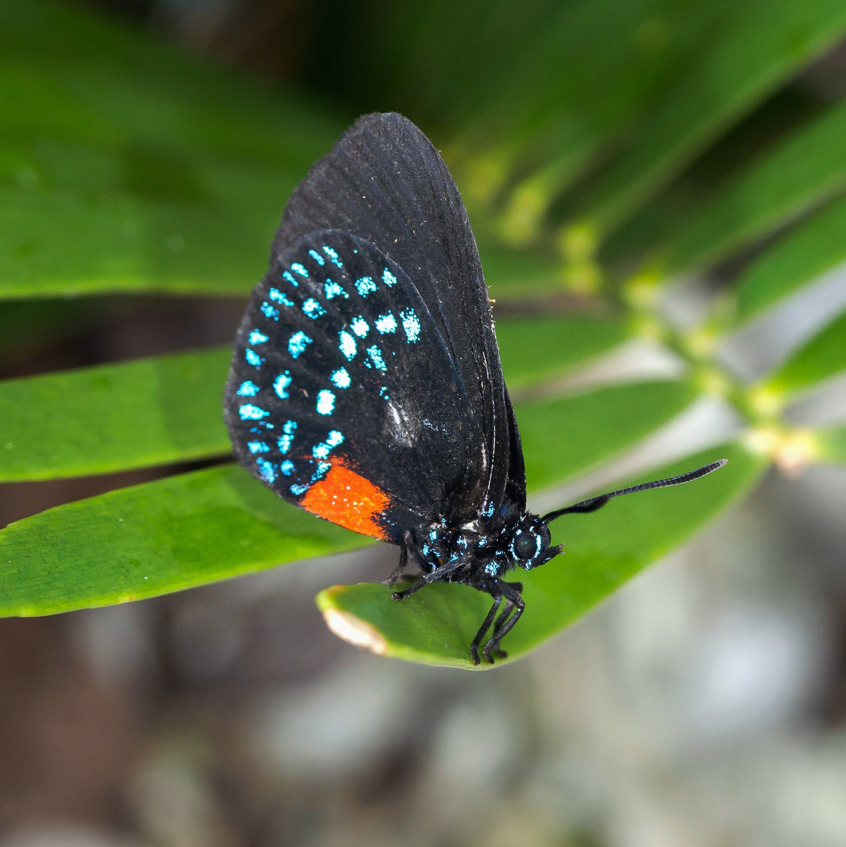 Atala butterfly (Eumaeus atala) resting on coontie cycad foliage.
