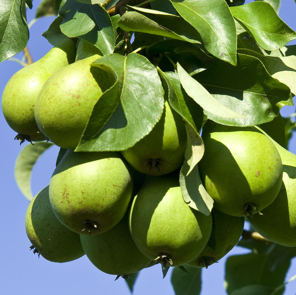 Cluster of unripe green D'Anjou pears hanging from a leafy branch.