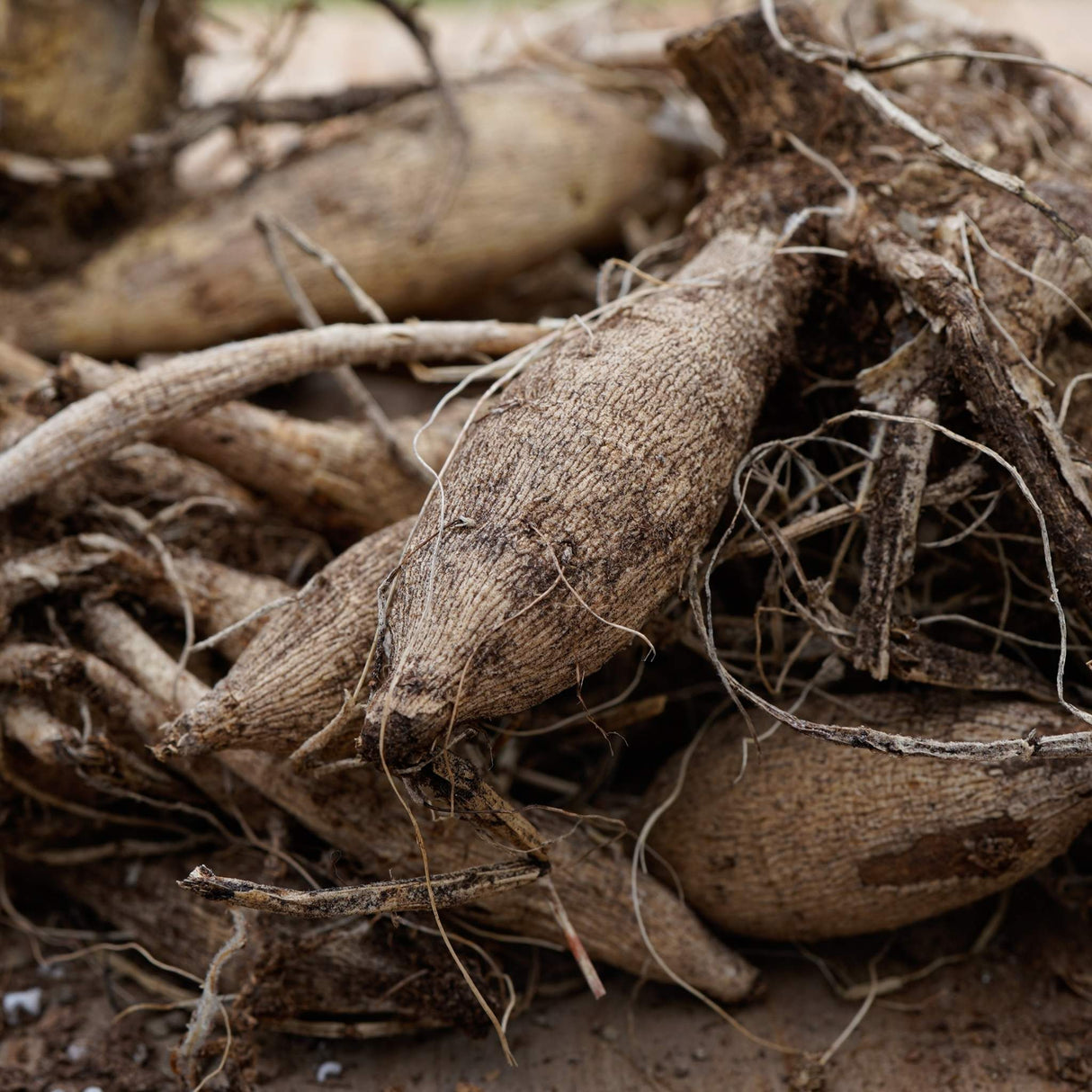 Close-up of tangled, rough-textured dahlia tubers with dried roots and soil remnants.