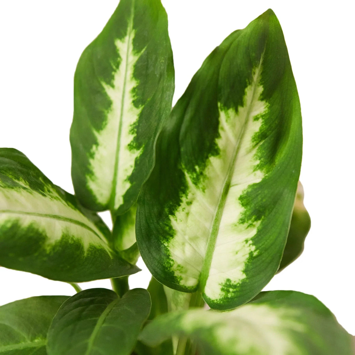 Dieffenbachia Carmille houseplant foliage on white background