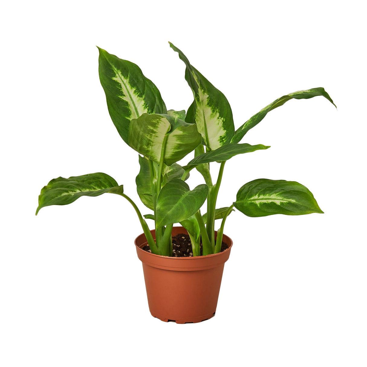 Dieffenbachia Carmille houseplant in 4 inch terra cotta planter on white background