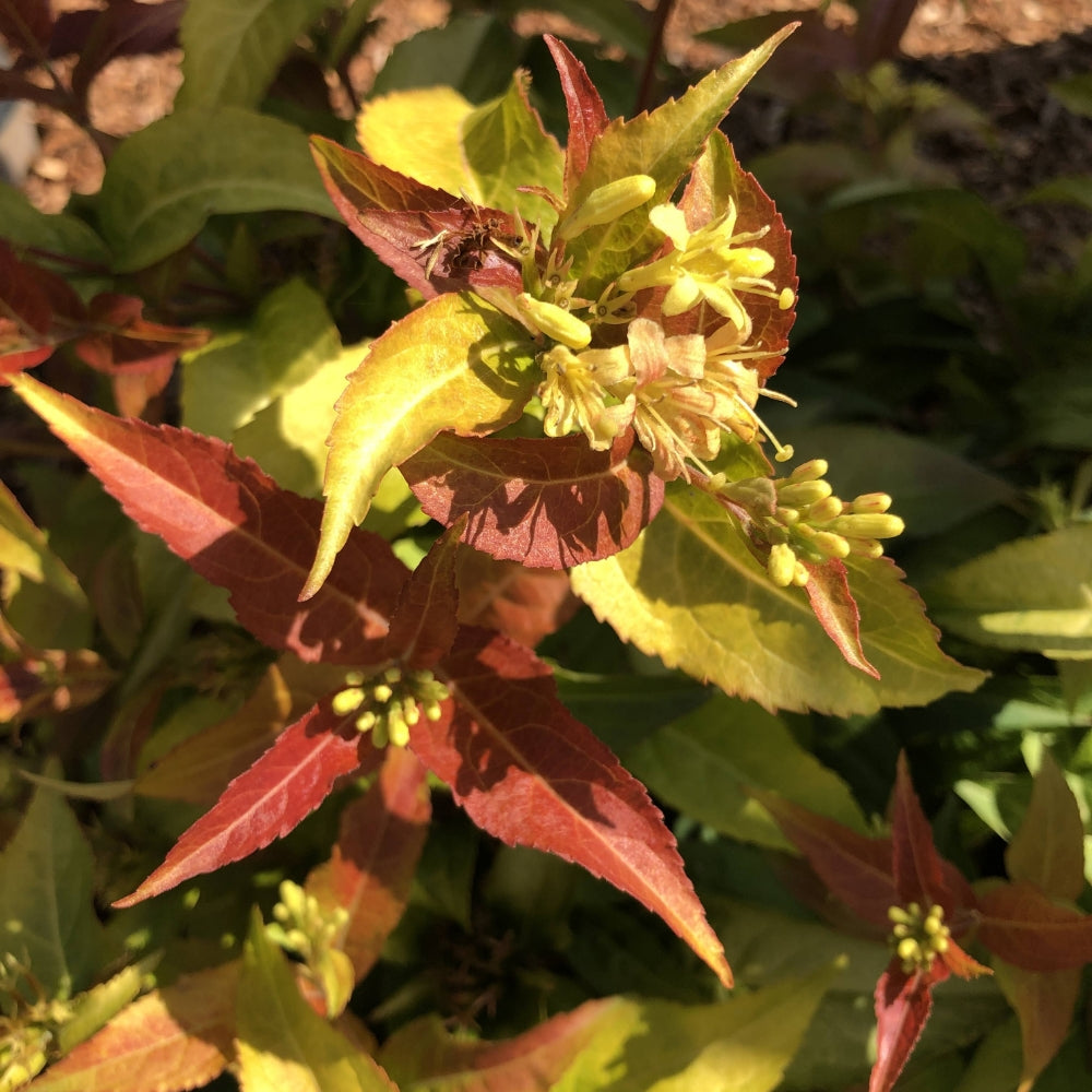 Firefly® Honeysuckle Bush with reddish-orange new growth and small flower buds.