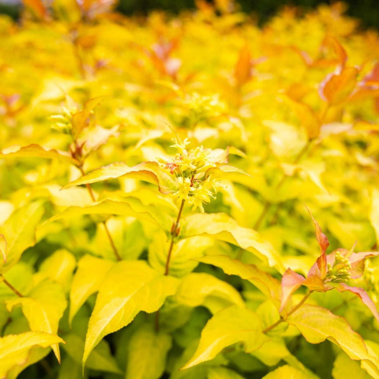 Close-up of Firefly® Honeysuckle Bush leaves, showing vibrant yellow and orange hues.