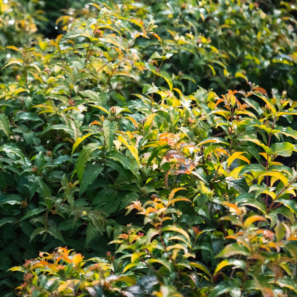 Firefly® Honeysuckle Bush with lush green and reddish foliage in a natural setting.