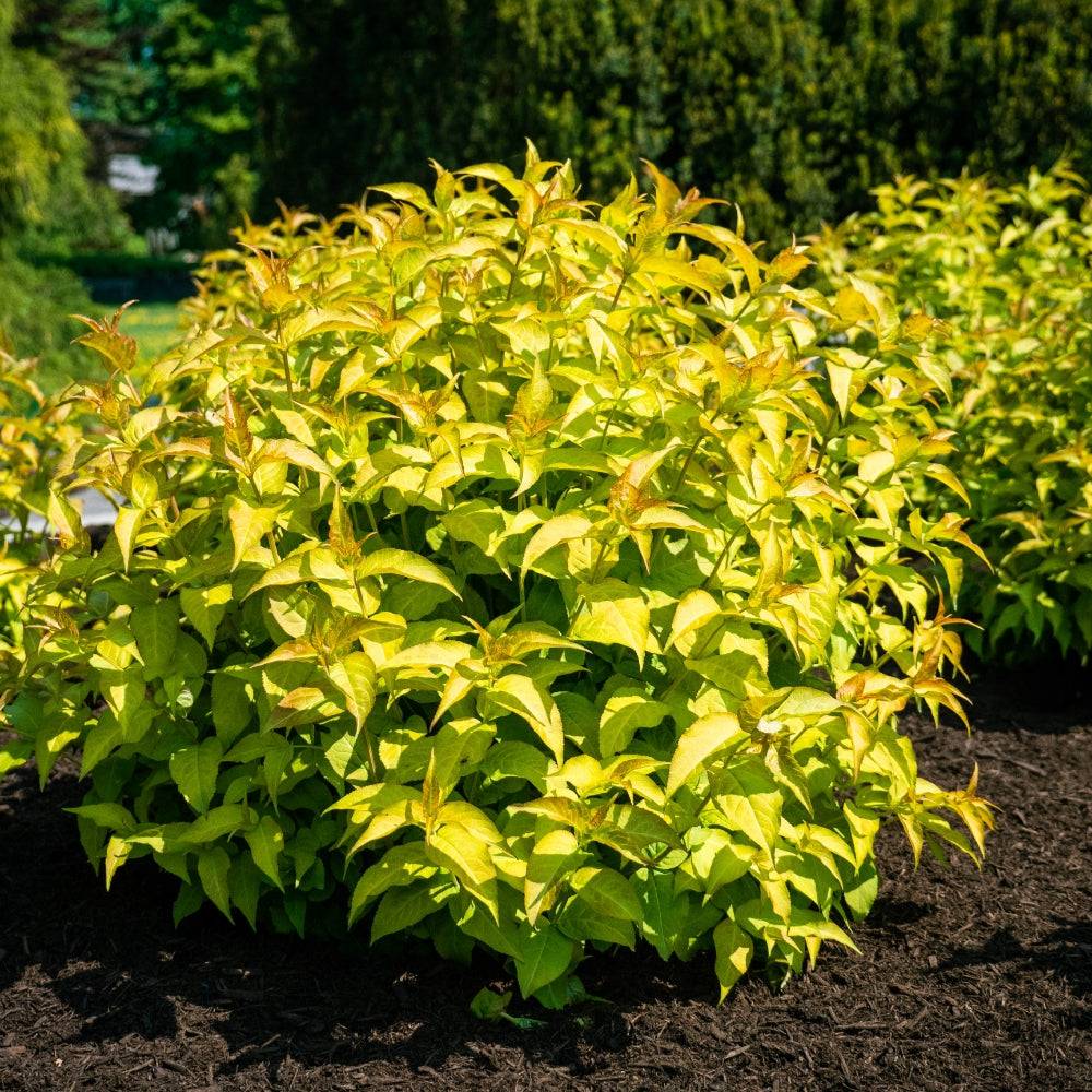 Compact Firefly® Honeysuckle Bush with dense foliage in a garden bed.