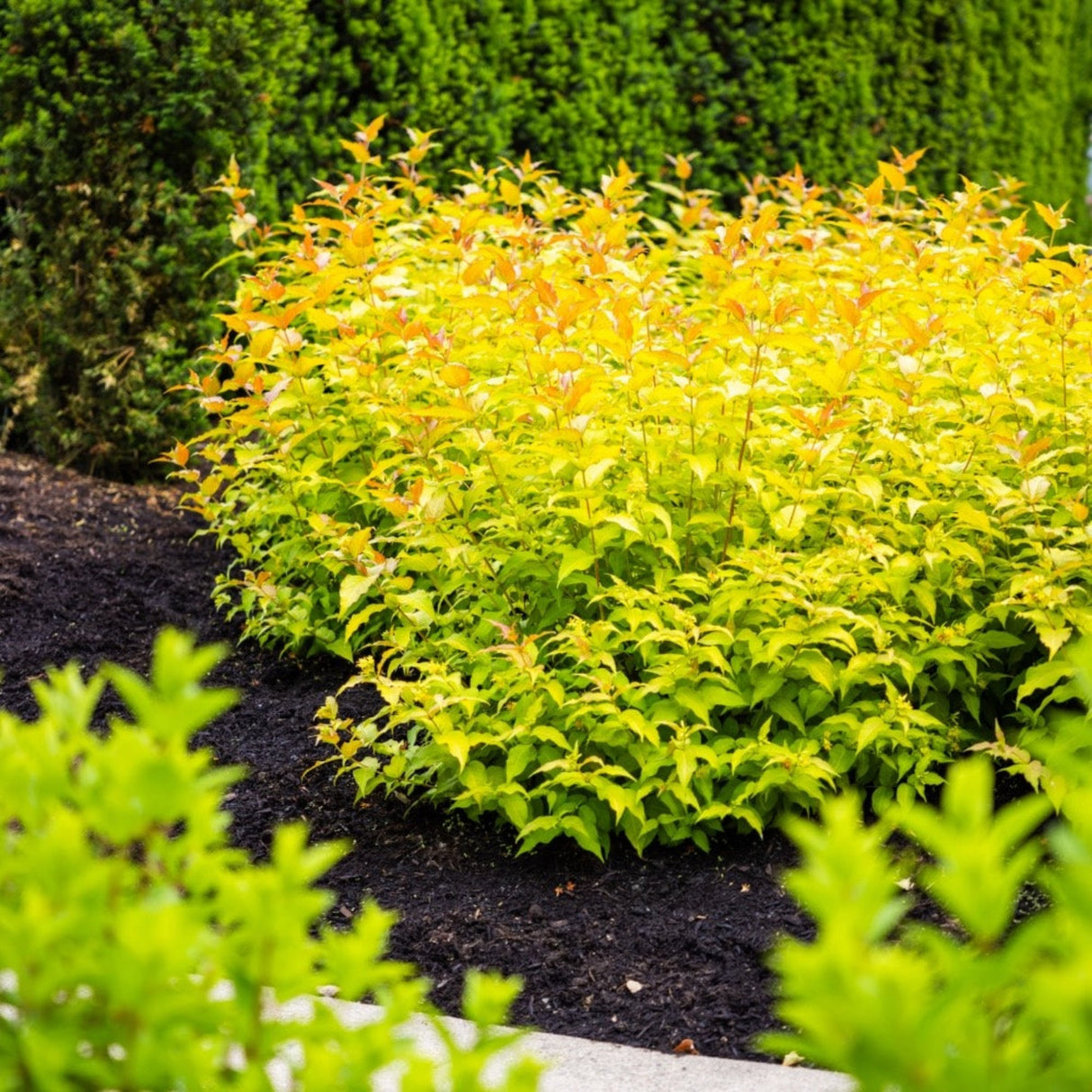 Firefly® Honeysuckle Bush with bright yellow-green foliage in a landscaped garden.