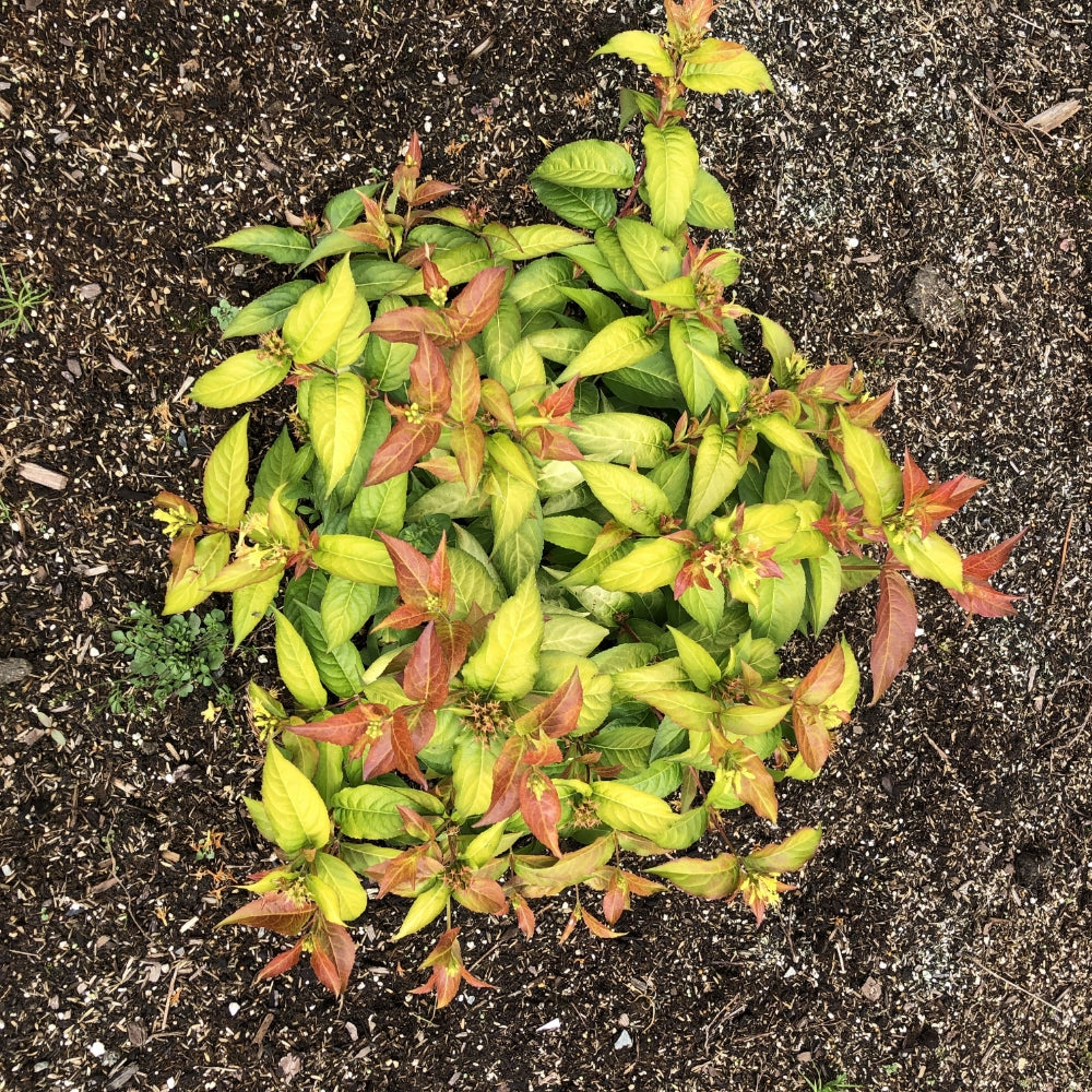 Top-down view of Firefly® Honeysuckle Bush planted in soil, showing color variation.