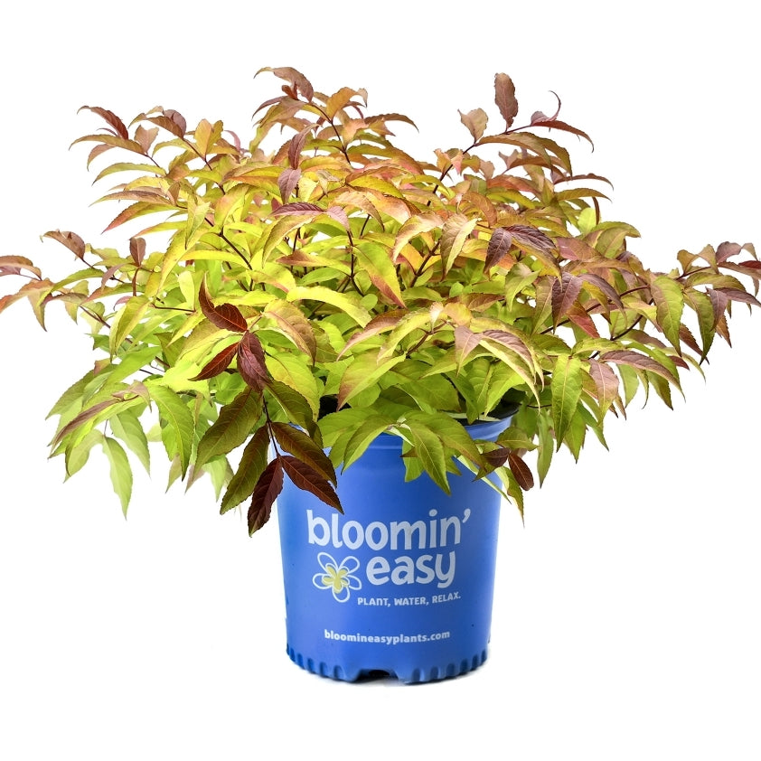 Firefly® Honeysuckle Bush in a blue nursery pot labeled "Bloomin’ Easy."