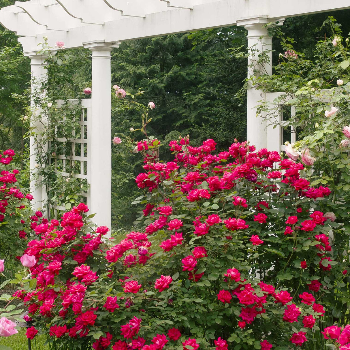 A vibrant Double Knockout Rose bush in full bloom with clusters of deep pink-red flowers, set against a lush green background. The bush is planted beside a white pergola structure, adding an elegant touch to the garden scene. The dense foliage and abundant blossoms showcase the landscaping accent.