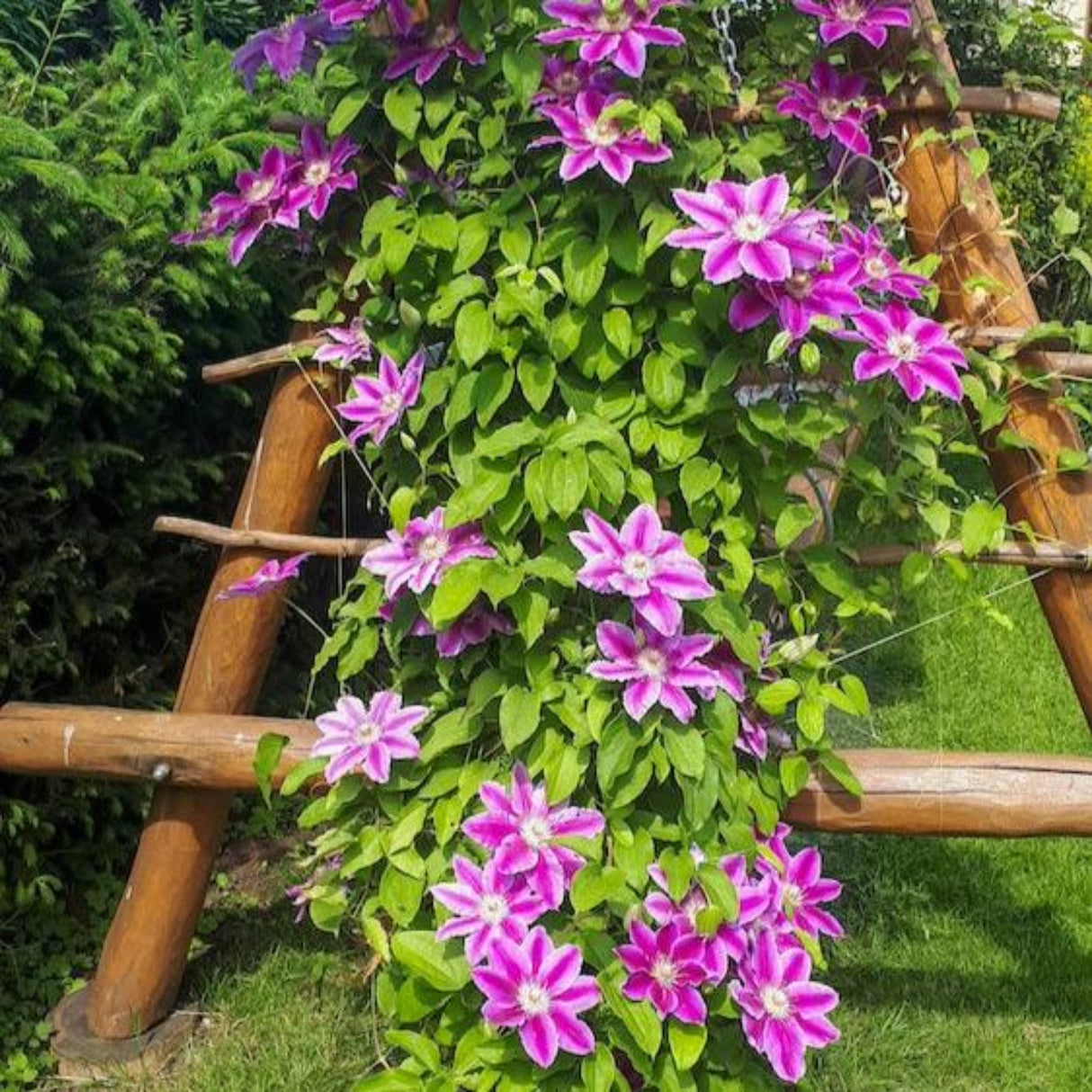 Dr Ruppel Clematis flowering plant trailing along the side of a custom bench swing in a beautifull display.