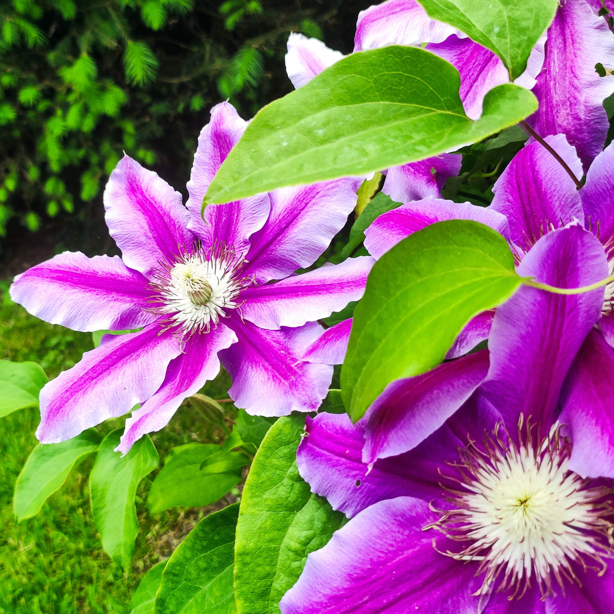 Blooms of a Dr Ruppel Clematis flowering vine.