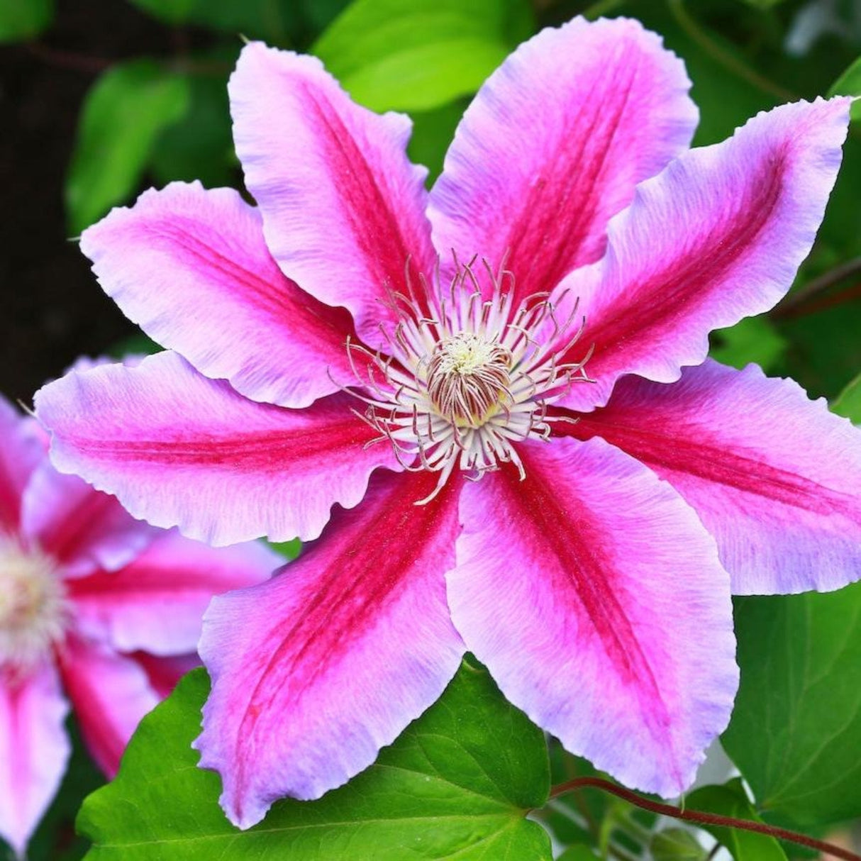 Dr. Ruppel Clematis Bloom with beautiful deep pink stripes along the center of each petal with soft pink along the edges that fades as it reaches the edge into an almost white.