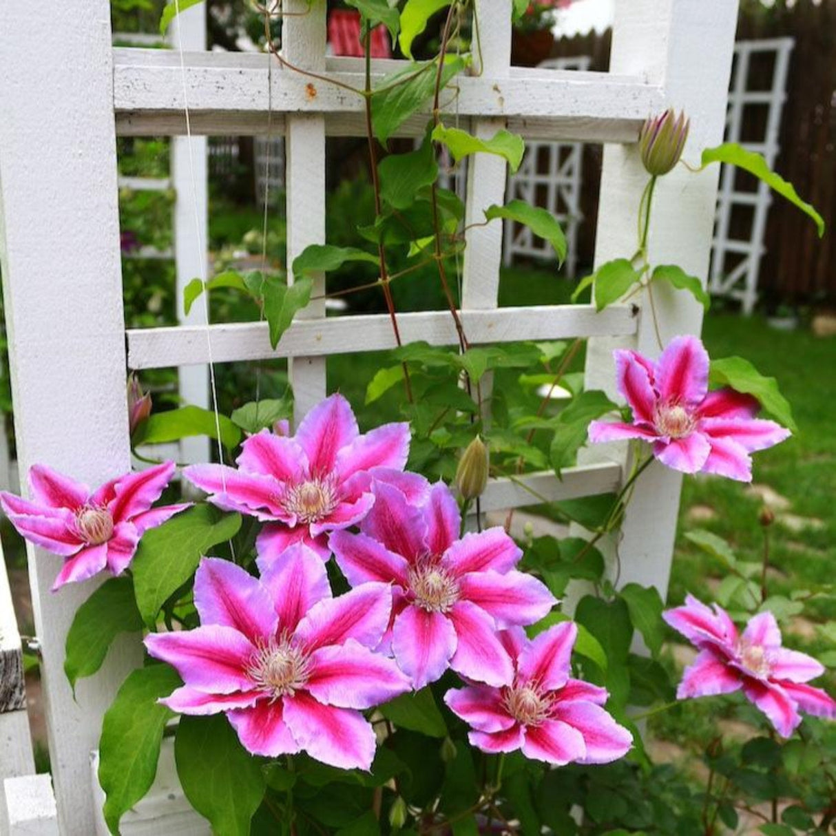 Flowers of Dr. Ruppel Clematis flowering vine climbing a white trellis.