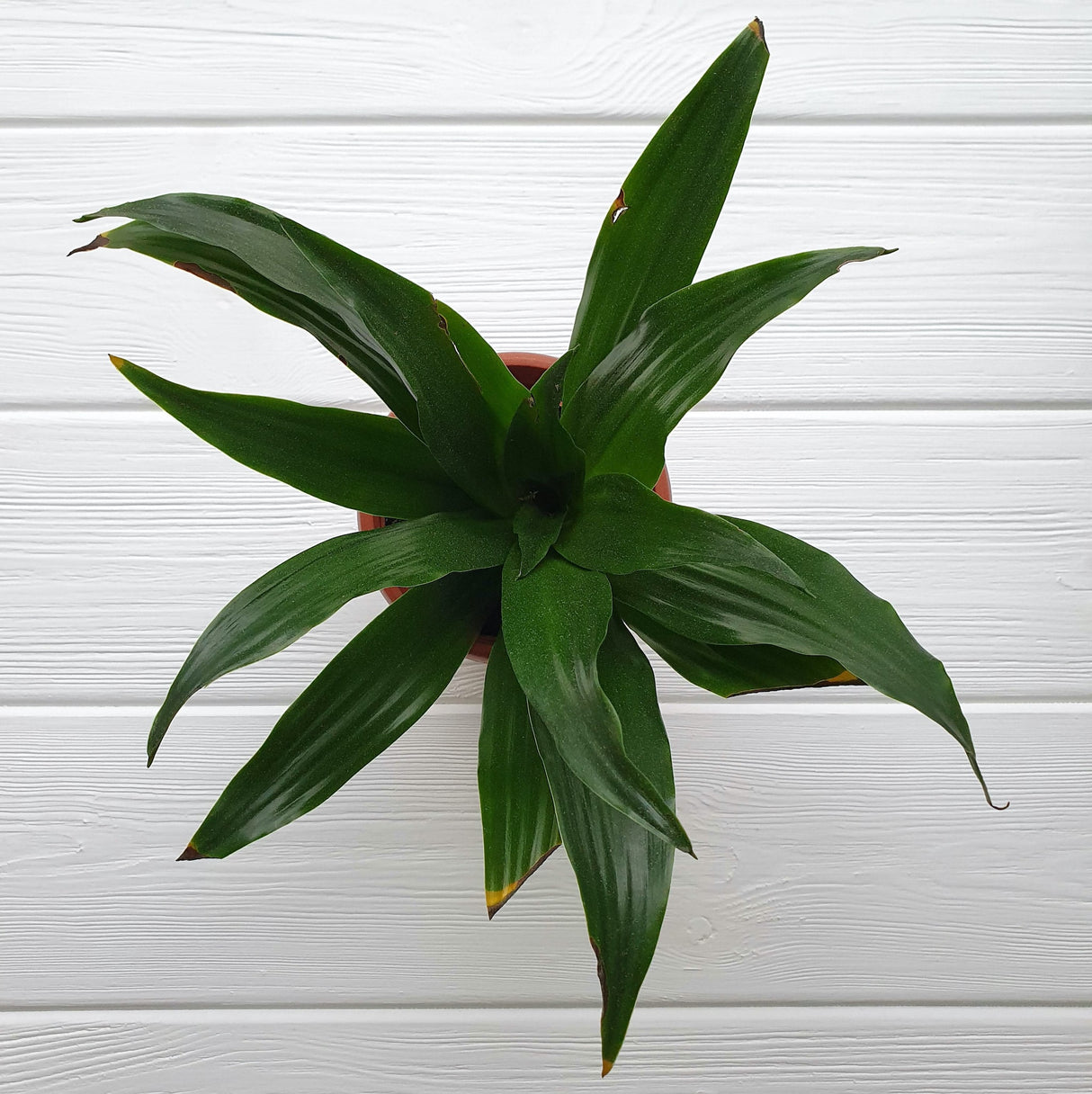 Dracaena Janet Craig houseplant top view with a white wooden background